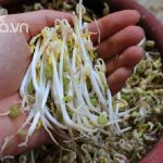Cách làm giá đỗ bằng niêu đất vô cùng thuận tiện mà đơn giản.