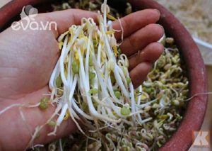 Cách làm giá đỗ bằng niêu đất vô cùng thuận tiện mà đơn giản.